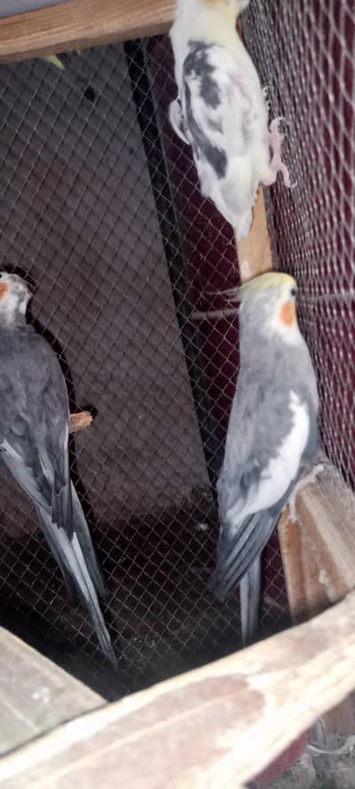 3 male hen     2500 per piece 2 gray or 1 common white red eyes