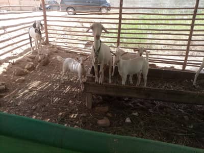gulabi teady breading goats and  beautiful white kids and abluk