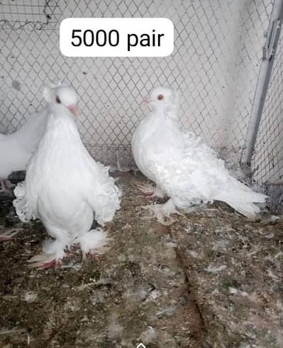 lacka cross pair or frill back pair what app number 03254740462