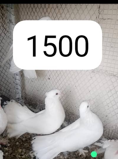 lacka cross pair what app number 03254740462