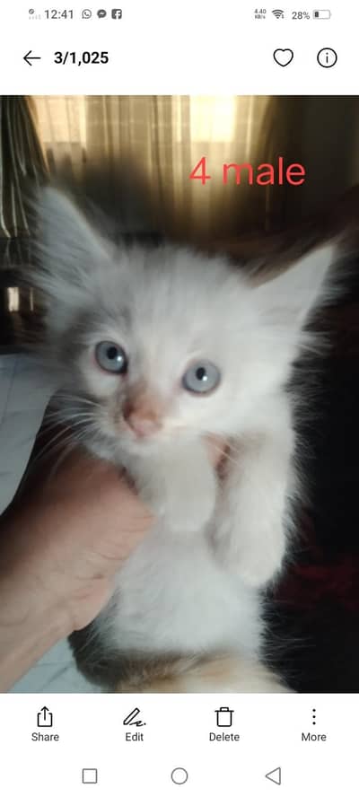 Persian kittens
