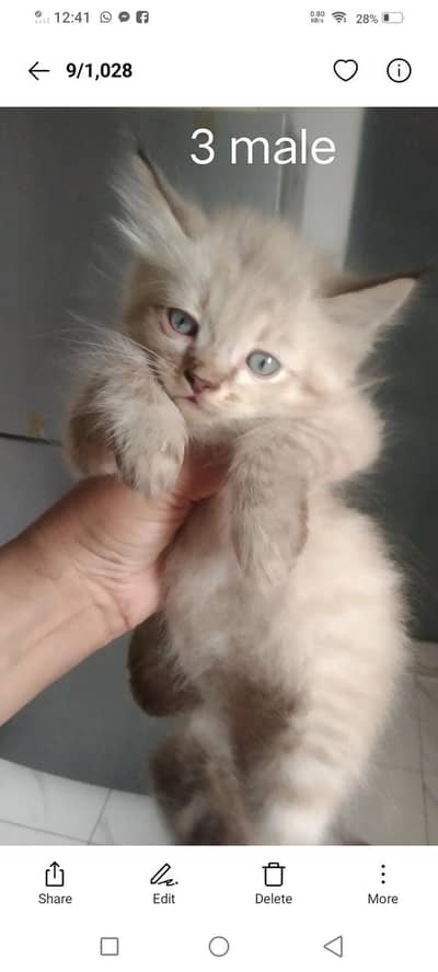 Persian kittens