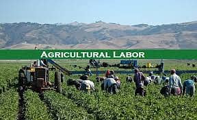 Farm Worker / Labour Required for Full-Time Duty on Agricultural Land