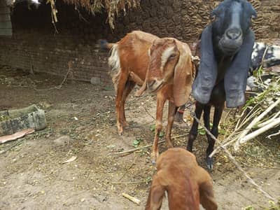 Goat with 2 baby Male and Female