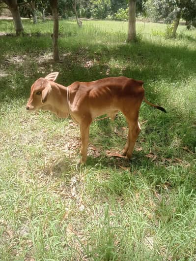 Chulastani cross cow