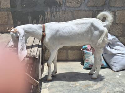 Gulabi bakri