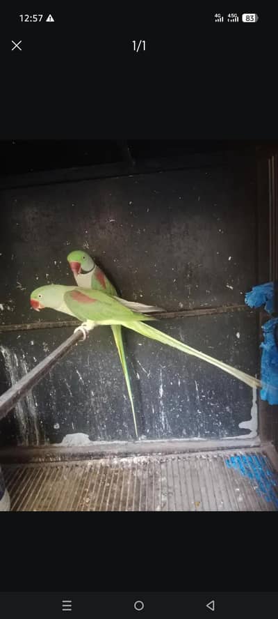 raw pair helty active lengthy