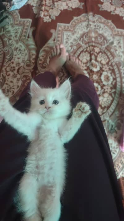 White Cat