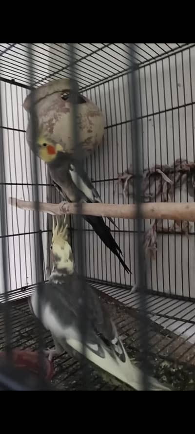cocktail breeder pair for sale