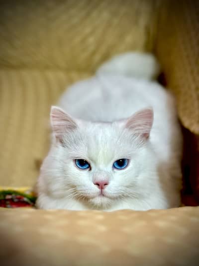 Persian triple and double cat