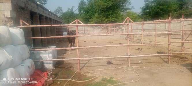 Cattele/Goat farm available for rent @ G-16 Islamabad