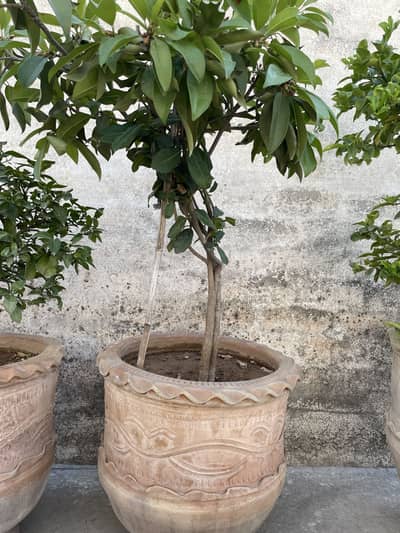 Gamlay for sale