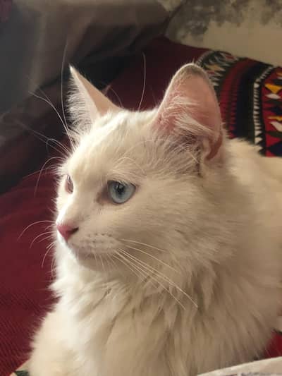 Fluffy Doll Face Persian / Turkish Angora Female Cat For Sale