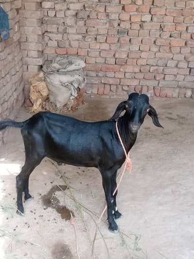 bakre for sale