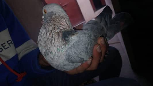 pure salata pigeon teddy crooss