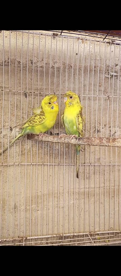 Ressisive pied hogoromo adult pair