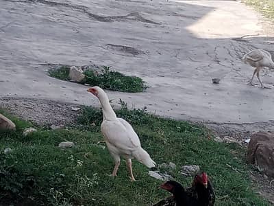 high level heera aseel pair