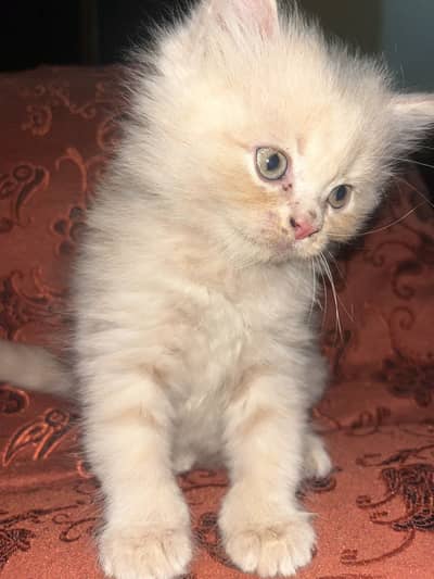 Cat for sale