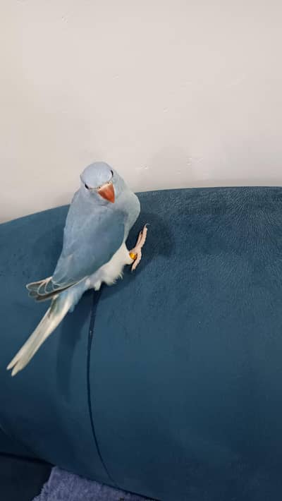 cobalt ringneck chick