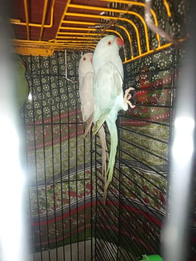 breeder female silver and lacewing