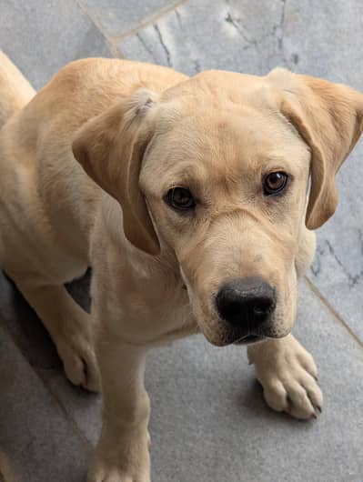 Labrador Retriever | 6 Months