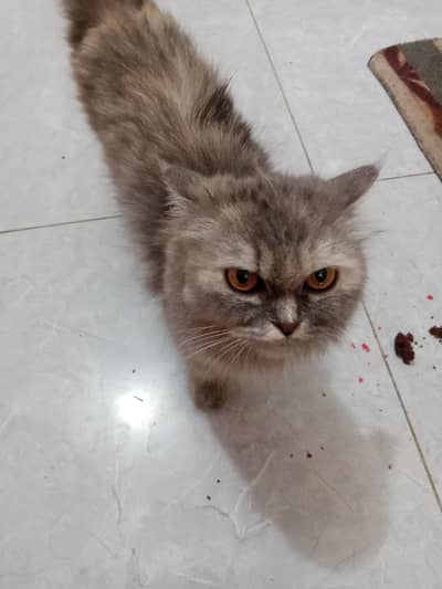 female cat or aik black baby