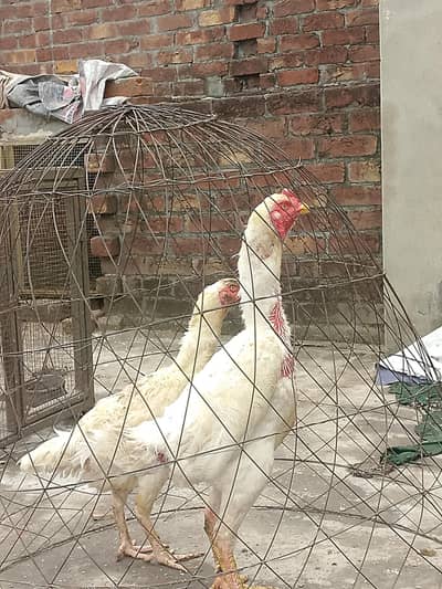White shamo breeder pair pure white