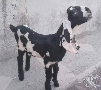 betal male kid for sale