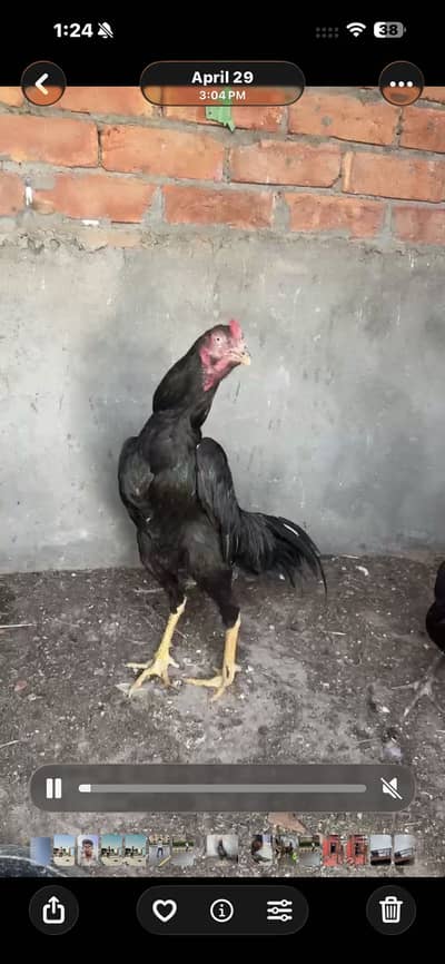 Aseel steup old breed