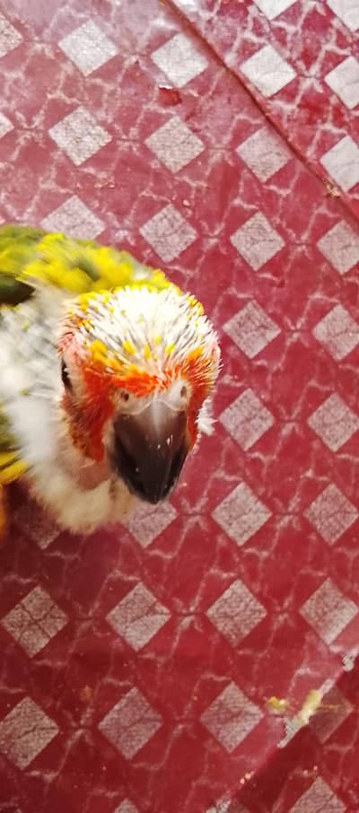 sun conure