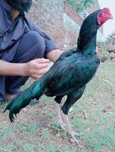 aseel mushka lassni patha for sale