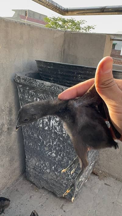 pure (dragon) (pakoya) (burmi) chicks available 03020448380
