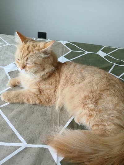 1 adult and 2 kittens for sale