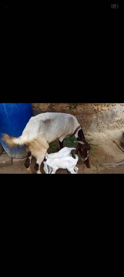 gulabi bakari with 2 bacha