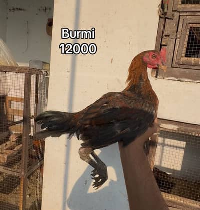 Pure burmi back foot patha pathi available 03020448380