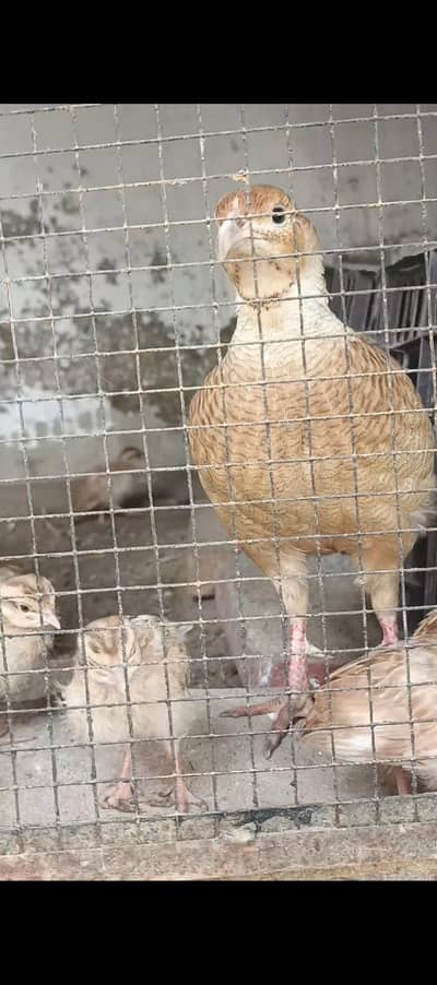 Irani teetr chicks