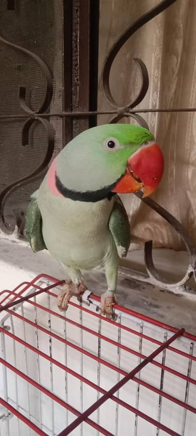 Raw parrot for sale