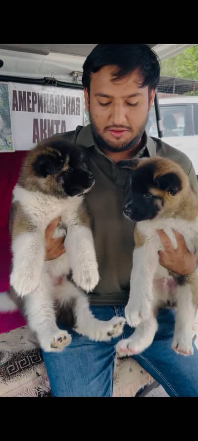 IMPORTED AMERICAN AKITA PUPPIES AVAILABLE FOR BOOKING
