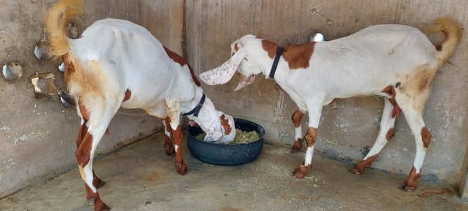 2 Female Beetal Goats with 3 Babies