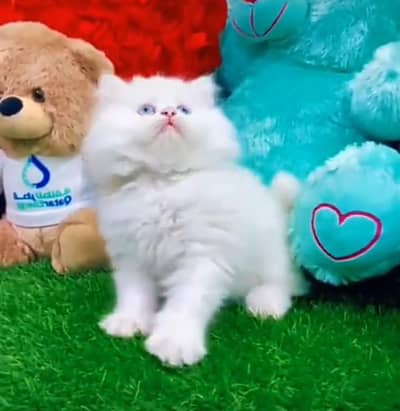Persian cat triple kot,for sale,my WhatsApp 03481292582