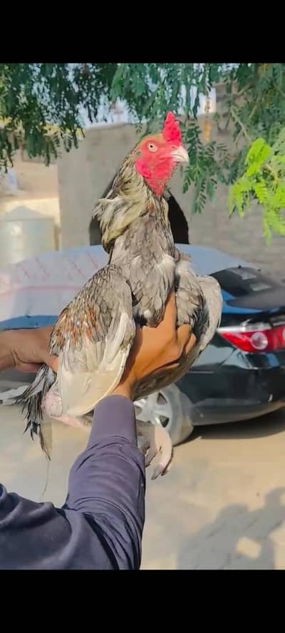 Extreme Quality Aseel Murga for Sale