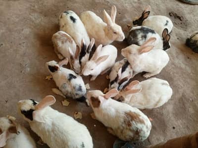 rabbits selling