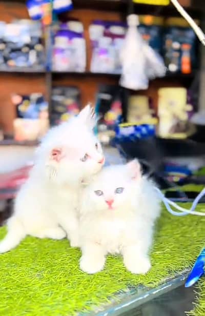 Persian cat triple kot,for sale,my WhatsApp 03481292582