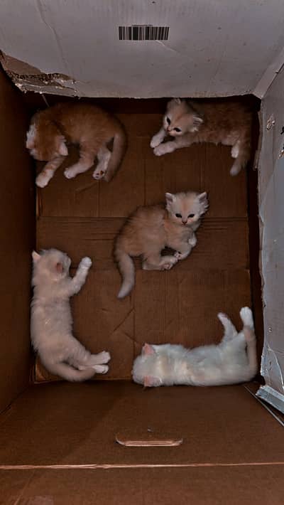Persian Kittens