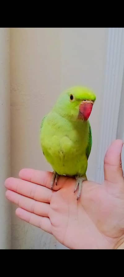 Green ringneck parrot handtame