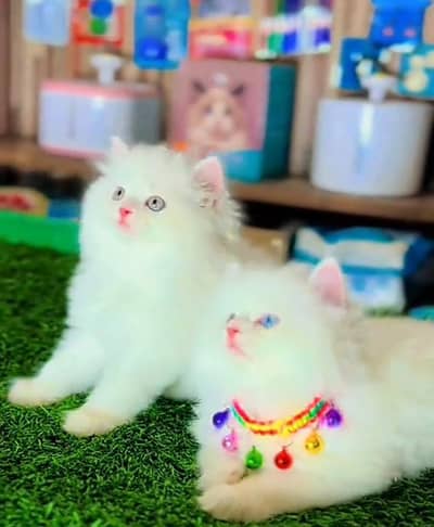 Persian cat triple kot,for sale,my WhatsApp 03481292582