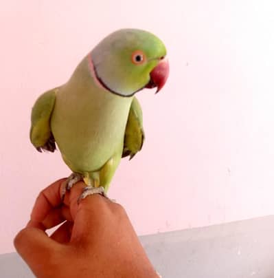 breeder pair handtamed male and talking