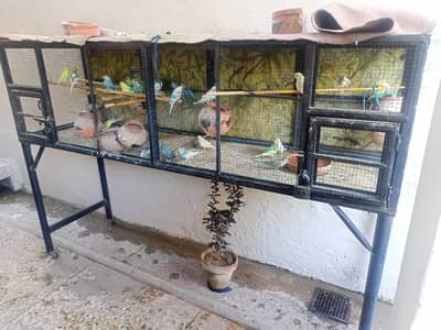 Breader Australian Parrots for sale