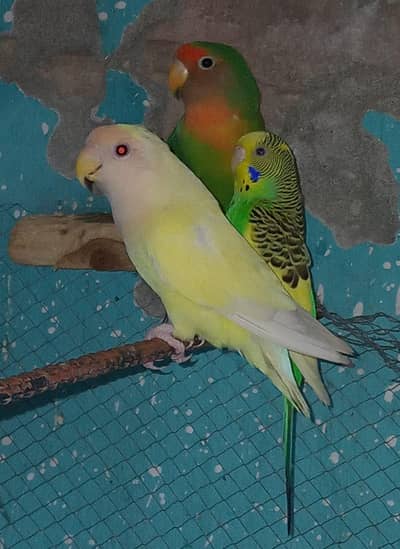 3 Lovebirds Females For Sale Breeder Females