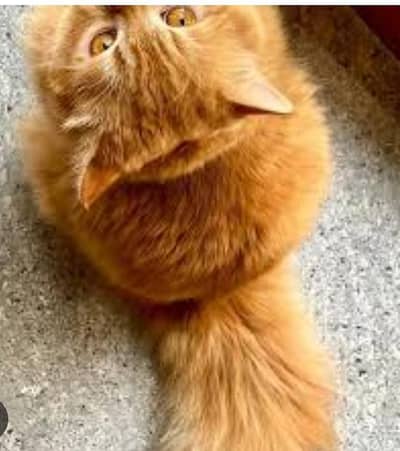 Orange Persian Cat